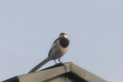 カササギ カササギの写真
