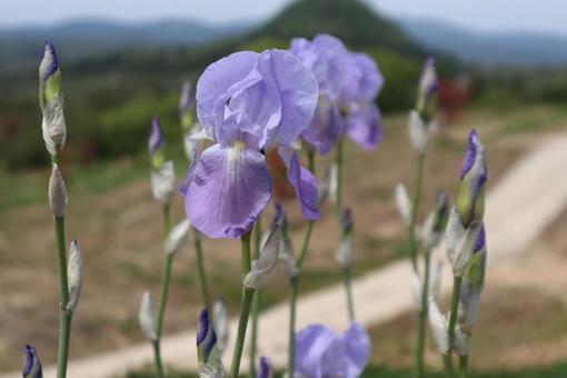 良き便り 春,アイリス,花の写真素材