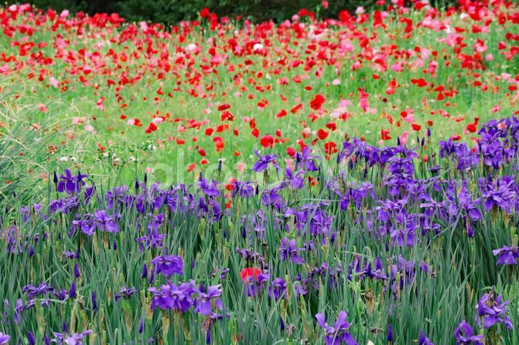春の公園のイメージ 公園,春,自然の写真素材