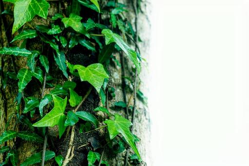Photo, ivy, wood, forest, 