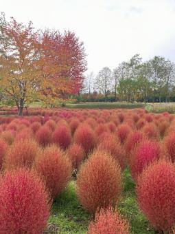 群生するコキア4 群生するコキア4の写真
