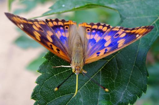 コムラサキ コムラサキの写真