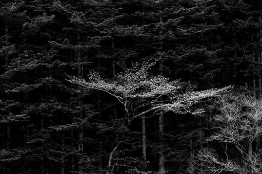 森の中の小さな風景 森の中の小さな風景の写真