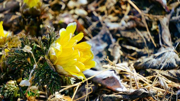 フクジュソウの花のアップ フクジュソウ,福寿草,黄色の写真素材