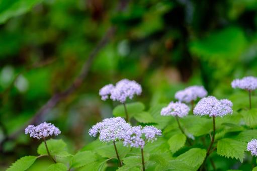 Photo, core dusk, small hydrangea, deciduous low wood, 