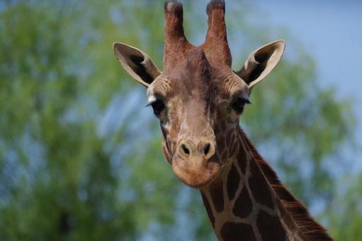 キリン キリン,１頭,目線の写真素材