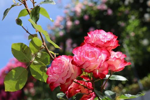 バラ園にて綺麗な薔薇を撮影しました バラ園にて綺麗な薔薇を撮影しましたの写真