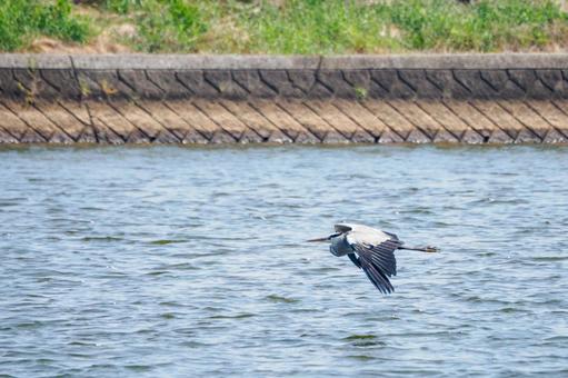アオサギの飛翔⑵の写真
