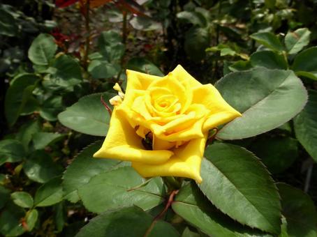 バラ園の一角に一輪の黄色いバラの花 バラ,花,植物の写真素材