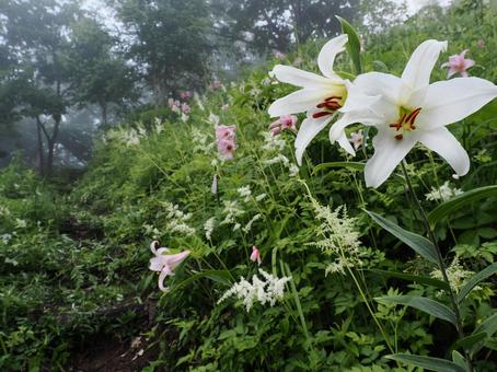 山野草・ササユリ(経ヶ岳) 山野草・ササユリ(経ヶ岳) ササユリ,花,植物の写真素材