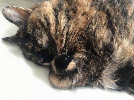 眠る猫 眠る猫 猫,眠る,寝るの写真素材