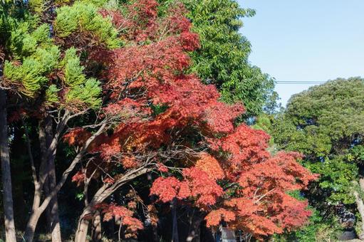秋の気配・青空に映える色づく紅葉 秋の気配・青空に映える色づく紅葉 モミジ,紅葉,秋の背景の写真素材