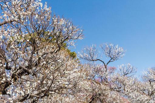 青空に映える満開の白梅 梅,迎春,梅の花の写真素材