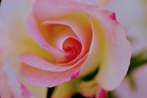 薔薇 バラ ピンクのバラ 薔薇 バラ ピンクのバラの写真