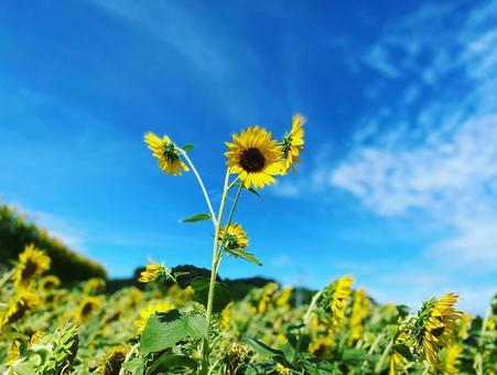 牛窓ひまわりの写真
