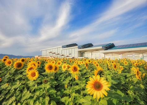 秋に咲く向日葵 向日葵,風景,自然の写真素材