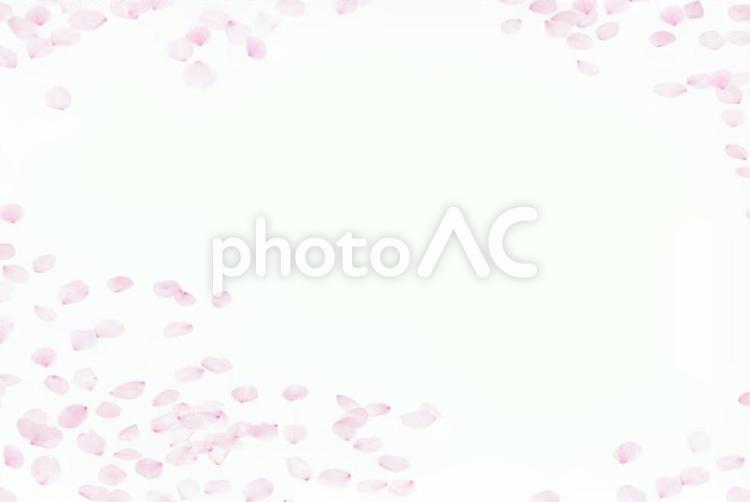 ピンクの桜の花びらが散らばっている背景 桜,さくら,サクラの写真素材