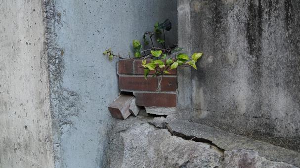 石垣の小さな植物 石垣の小さな植物の写真
