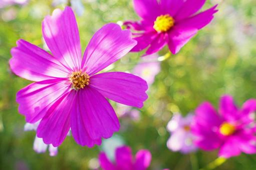 咲き乱れるコスモス2 コスモス,秋桜,ピンクの写真素材