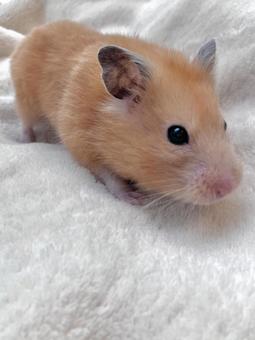 キンクマハムスターのイメージの写真