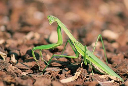 Mantis looking at camera, mantis, leaf, natural, JPG