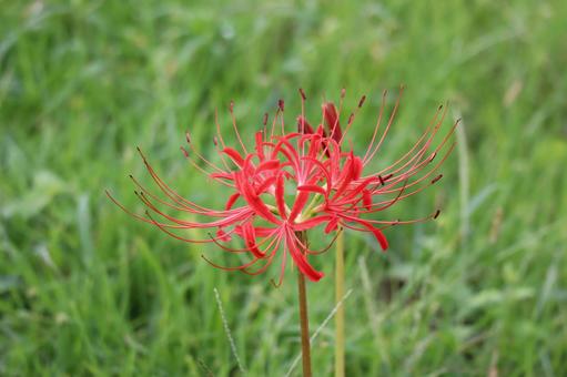 野生に生えた赤いマンジュシャゲの花 野生に生えた赤いマンジュシャゲの花の写真