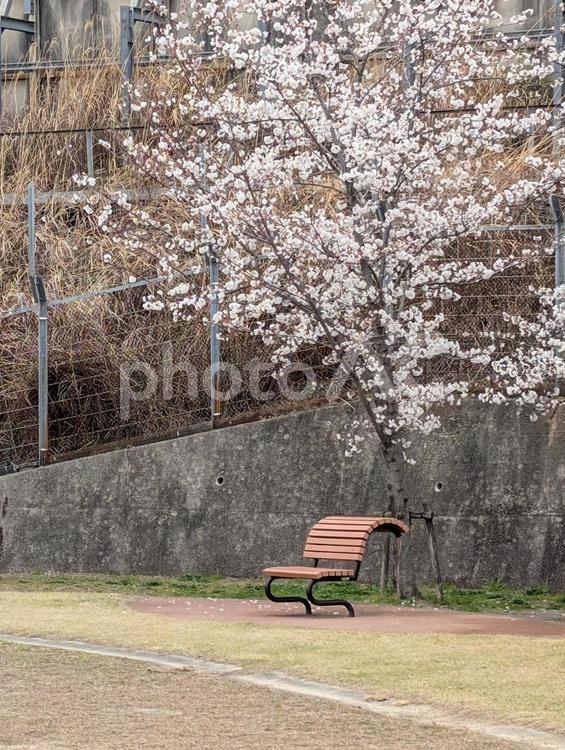 桜のある風景 桜,春,公園の写真素材