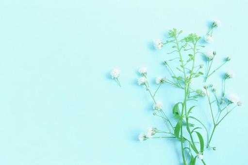 青い花の背景 花,背景,背景素材の写真素材