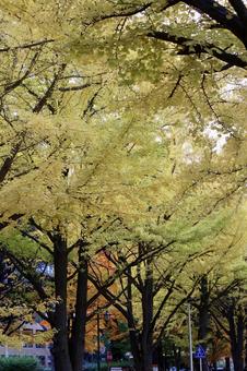 イチョウの木 紅葉,北海道,秋の写真素材