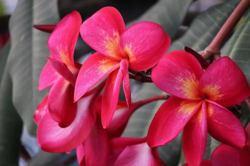 赤い花びらのプリメリアの花のアップ 赤い花びらのプリメリアの花のアップの写真