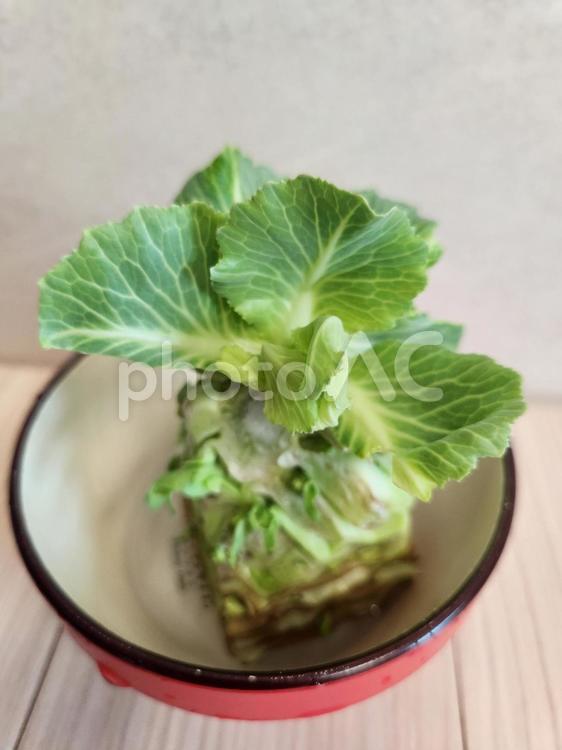 再生野菜(キャベツ) 再生野菜,キャベツ,リボベジの写真素材