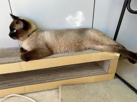 爪研ぎ台で寛ぐシャム猫 シャム猫,爪研ぎ台,diyの写真素材