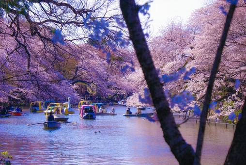 桜満開の公園 桜満開の公園の写真