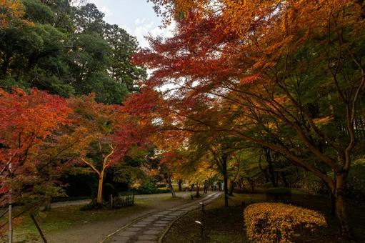 水戸偕楽園のもみじ谷 水戸偕楽園のもみじ谷の写真