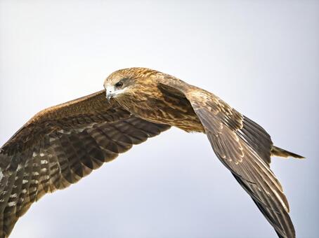 風を切り大空を力強く飛翔する鳶 トンビ,鳶,トビの写真素材