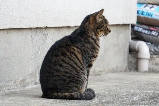 街中で見かけた野良ねこ22　猫素材　背景 ネコ,野良猫,可愛いの写真素材