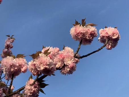 夕暮れに映える八重桜 夕暮れに映える八重桜の写真