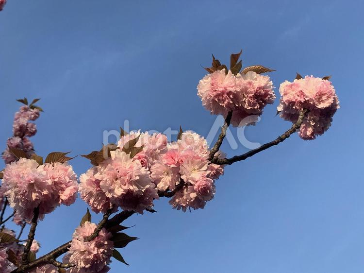 夕暮れに映える八重桜 春,八重桜,桜の写真素材