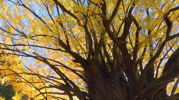 田辺市中辺路・宝泉寺のイチョウ 宝泉寺,中辺路,田辺市の写真素材