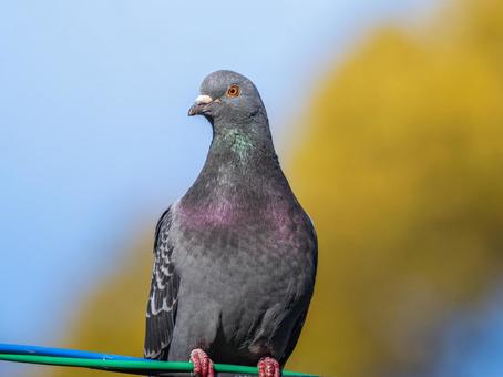 ドバトのアップ ドバト,カワラバト,動物の写真素材