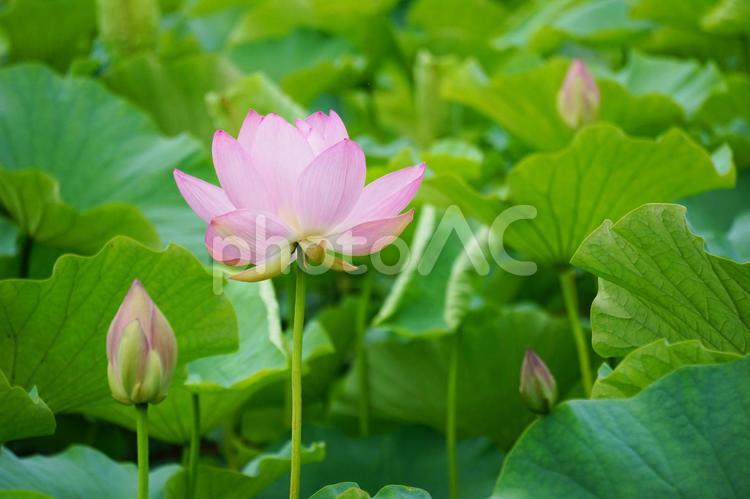 蓮の風景 蓮,ハス,蓮の花の写真素材