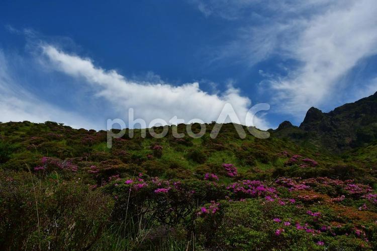 ミヤマキリシマの名所　仙酔峡 山,空,青空の写真素材