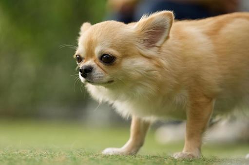 犬のポートレート 犬,チワワ,ワンコの写真素材