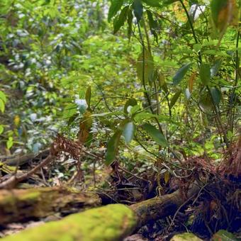 ジャングルの写真