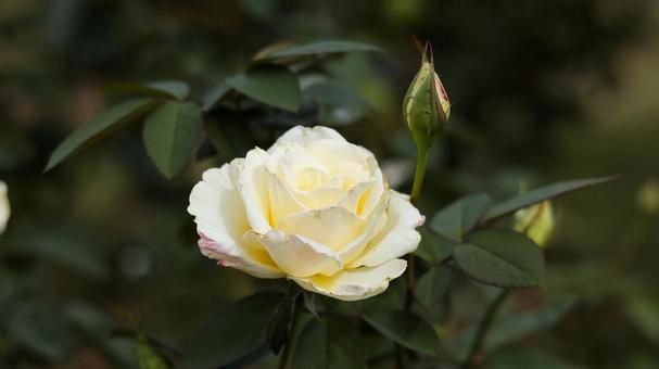 【花の写真】ばらの花 rose,植物,園芸の写真素材
