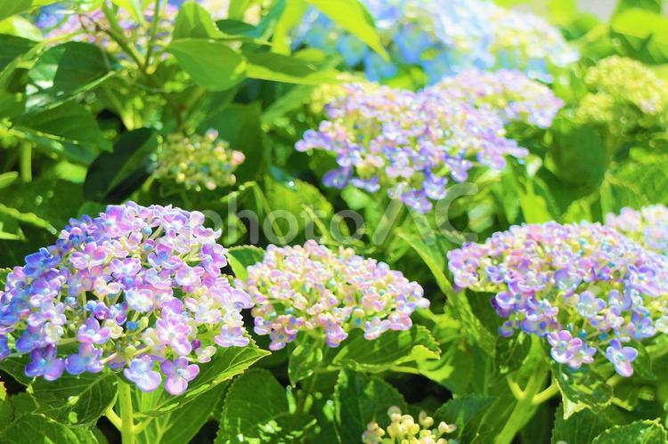 水色系統のアジサイ あじさい,紫陽花,水色の写真素材