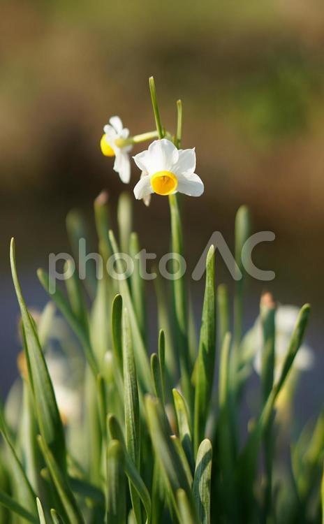 水仙の花（縦） 水仙,スイセン,花の写真素材