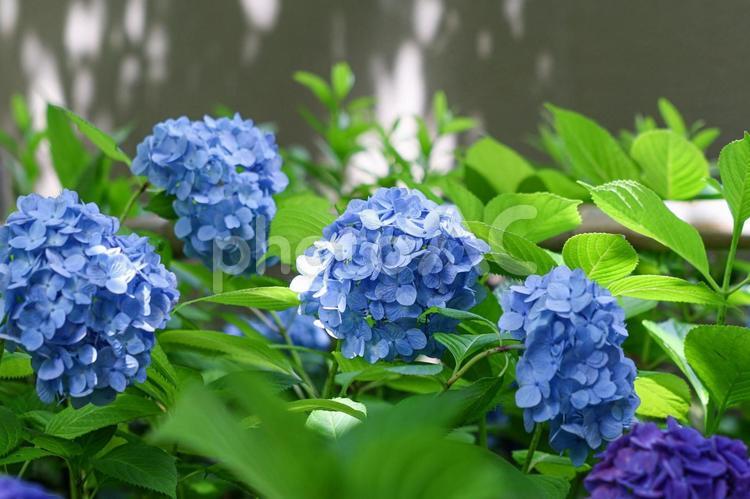 晴れている日　美しい紫陽花 紫陽花,花,梅雨の写真素材