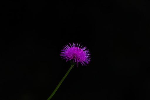 アザミ アザミの写真
