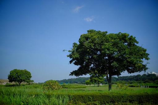 江戸川の秋 コスモス,コスモス畑,秋の風景の写真素材